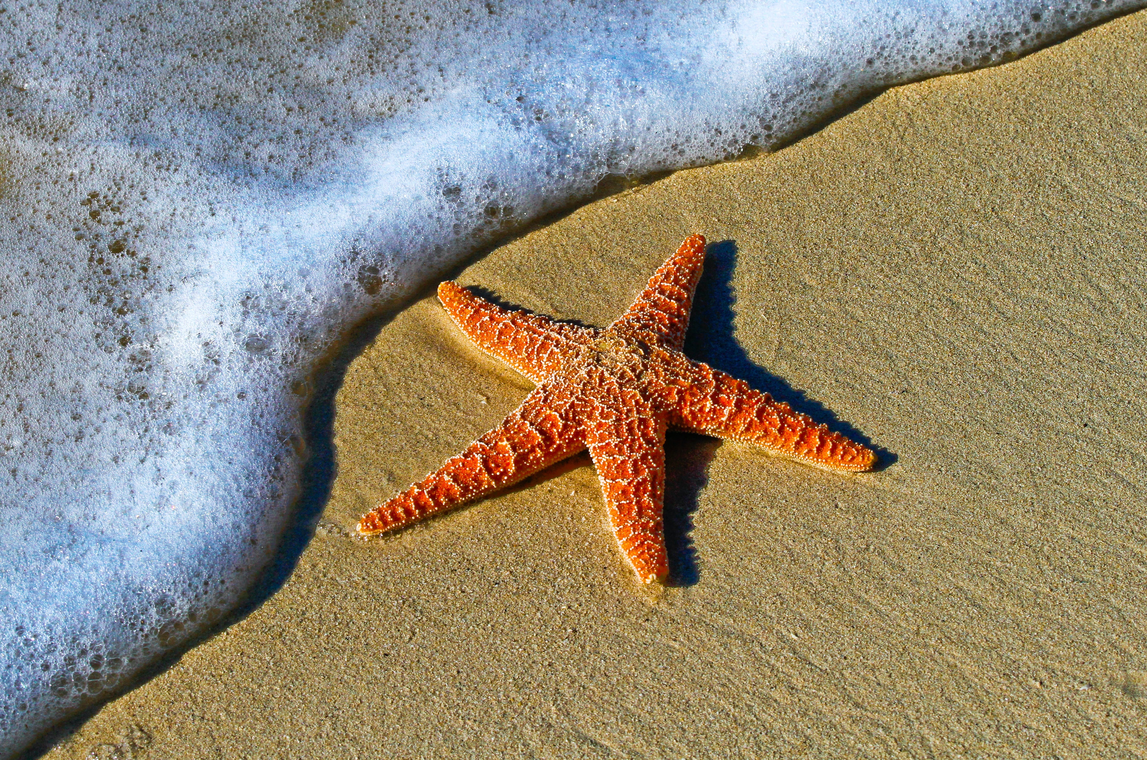 A starfish washed up on a beach
